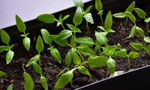 рассада перца