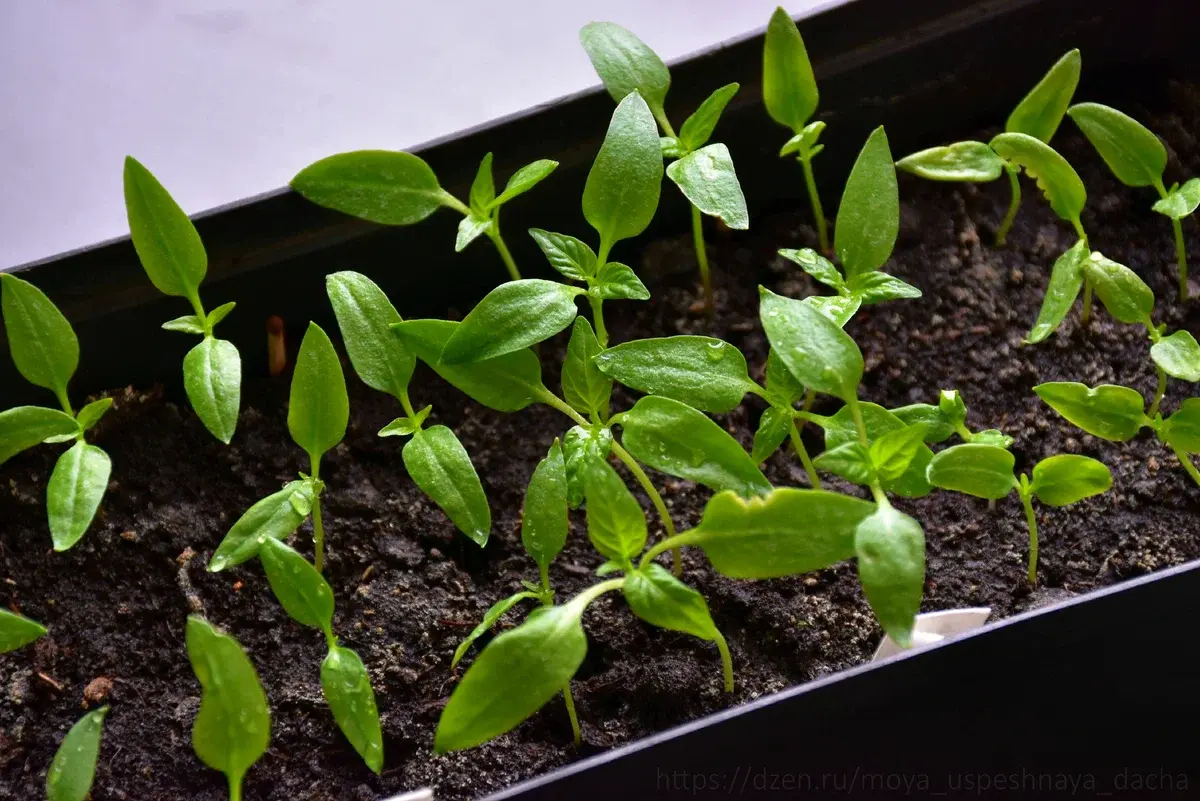 рассада перца