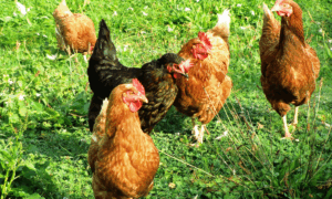 домашние куры