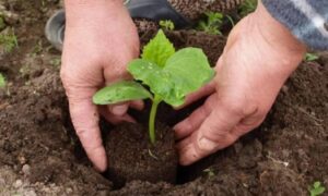 рассада огурцов