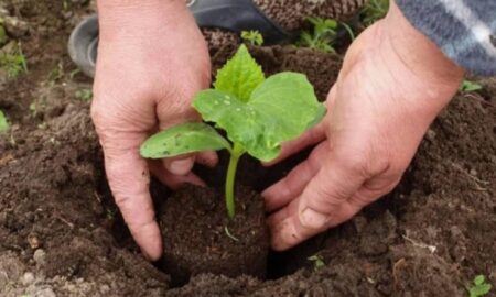 рассада огурцов