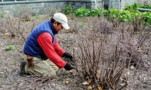 обрезка растений