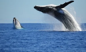 горбатый кит