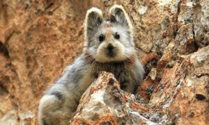 илийская пищуха