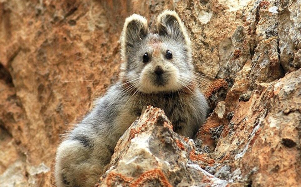 илийская пищуха