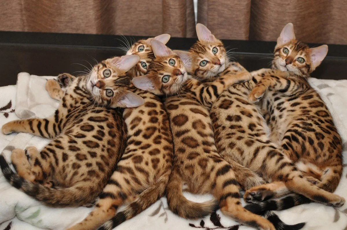 бенгальские кошки