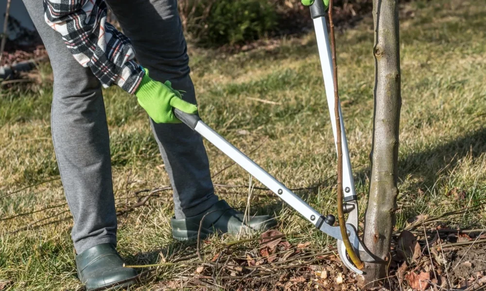 поросли деревьев