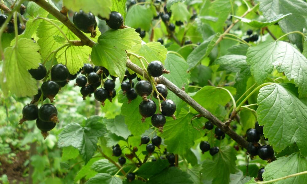 куст смородины