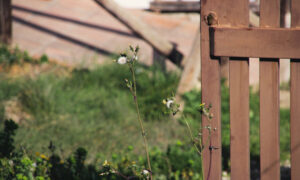 Забор и трава на дачном участке