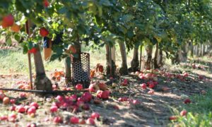 Яблоневые деревья