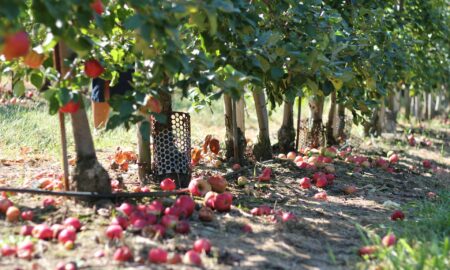 Яблоневые деревья