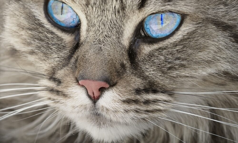 Кошка с голубыми глазами