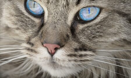 Кошка с голубыми глазами