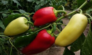 Перцы в огороде