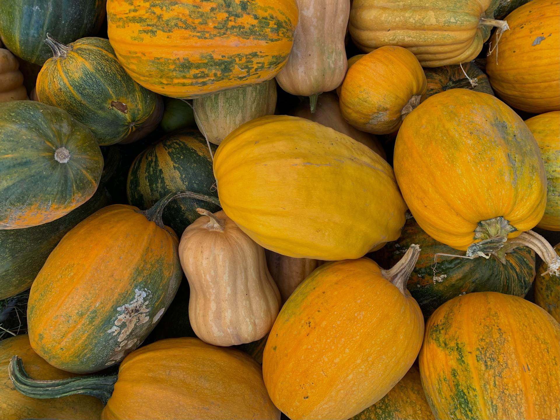 Урожай тыквы