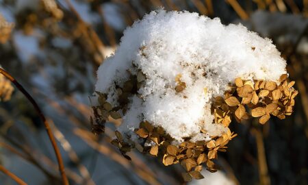 Гортензия в снегу