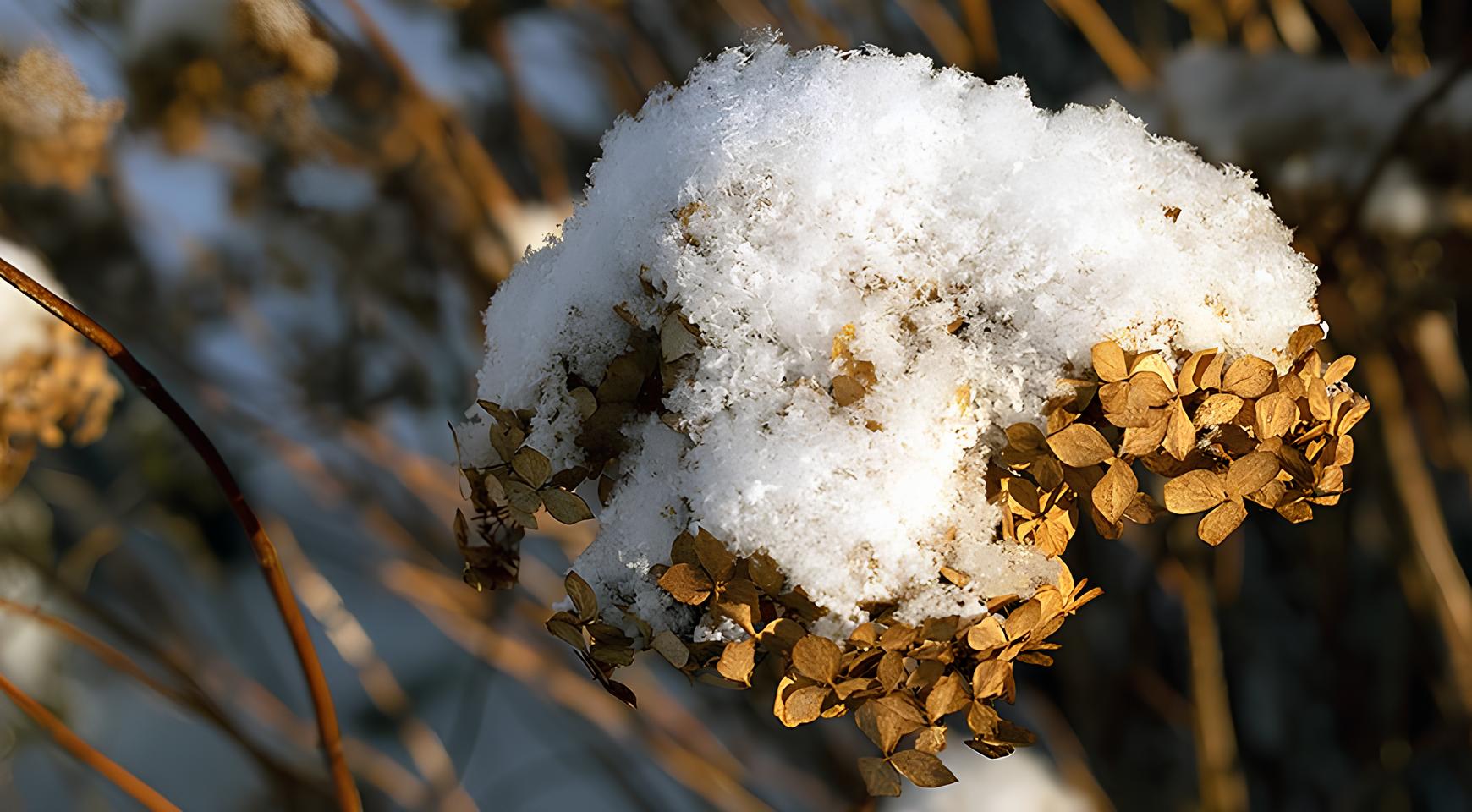 Гортензия в снегу