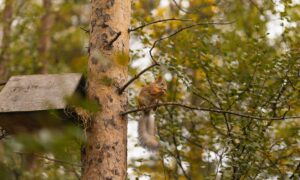 белка на ветке