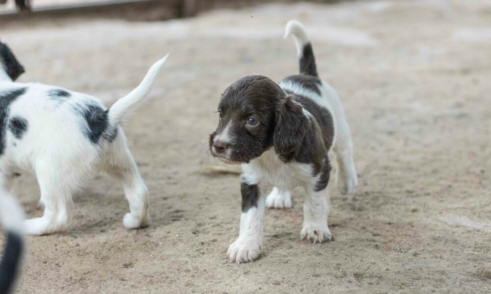 Маленькие щенята