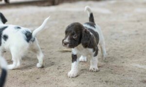 Маленькие щенята