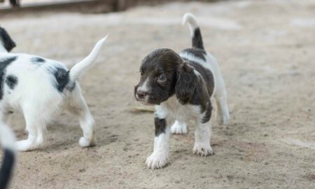 Маленькие щенята
