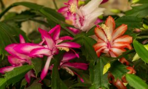 Цветы декабриста