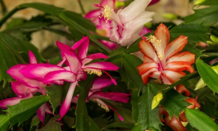 Цветы декабриста