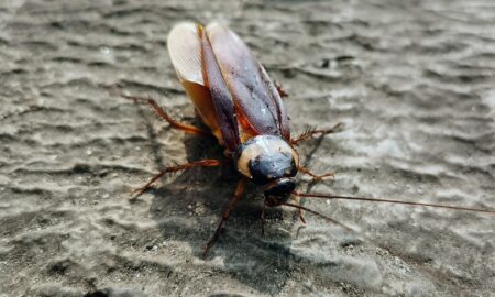 Таракан на столе