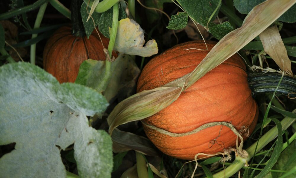 Урожай тыквы