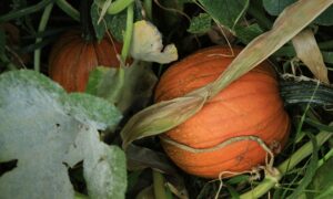 Урожай тыквы
