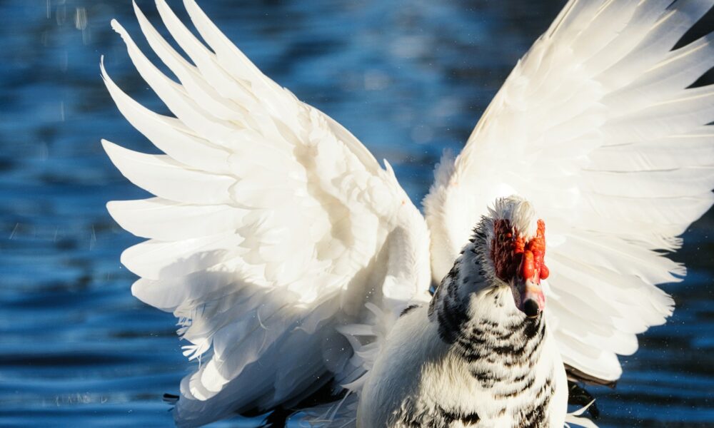 Птица похожая на ангела