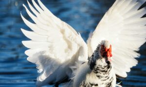 Птица похожая на ангела