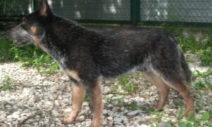 служебная собака