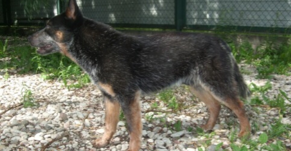 служебная собака