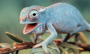 Хамелеон.