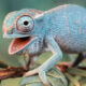 Хамелеон.