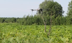 Мониторинг борщевика с дронов