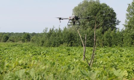 Мониторинг борщевика с дронов