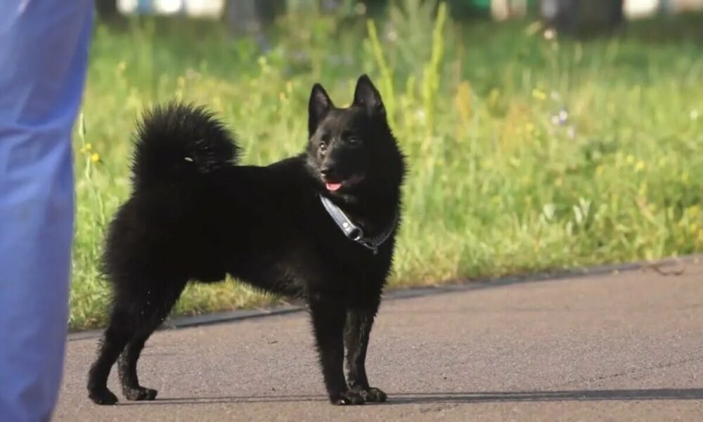 Шипперке на поводке