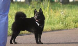 Шипперке на поводке