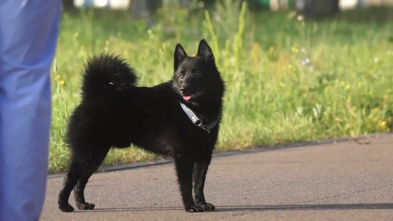 Шипперке на поводке