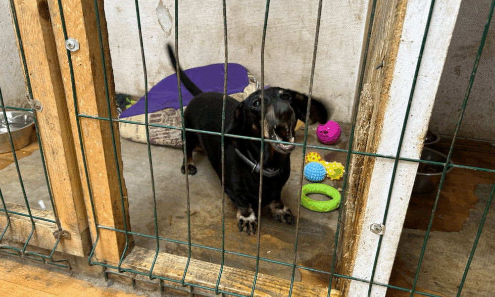 собака приюта