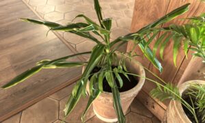 Цветы пышно растут в напольных горшках