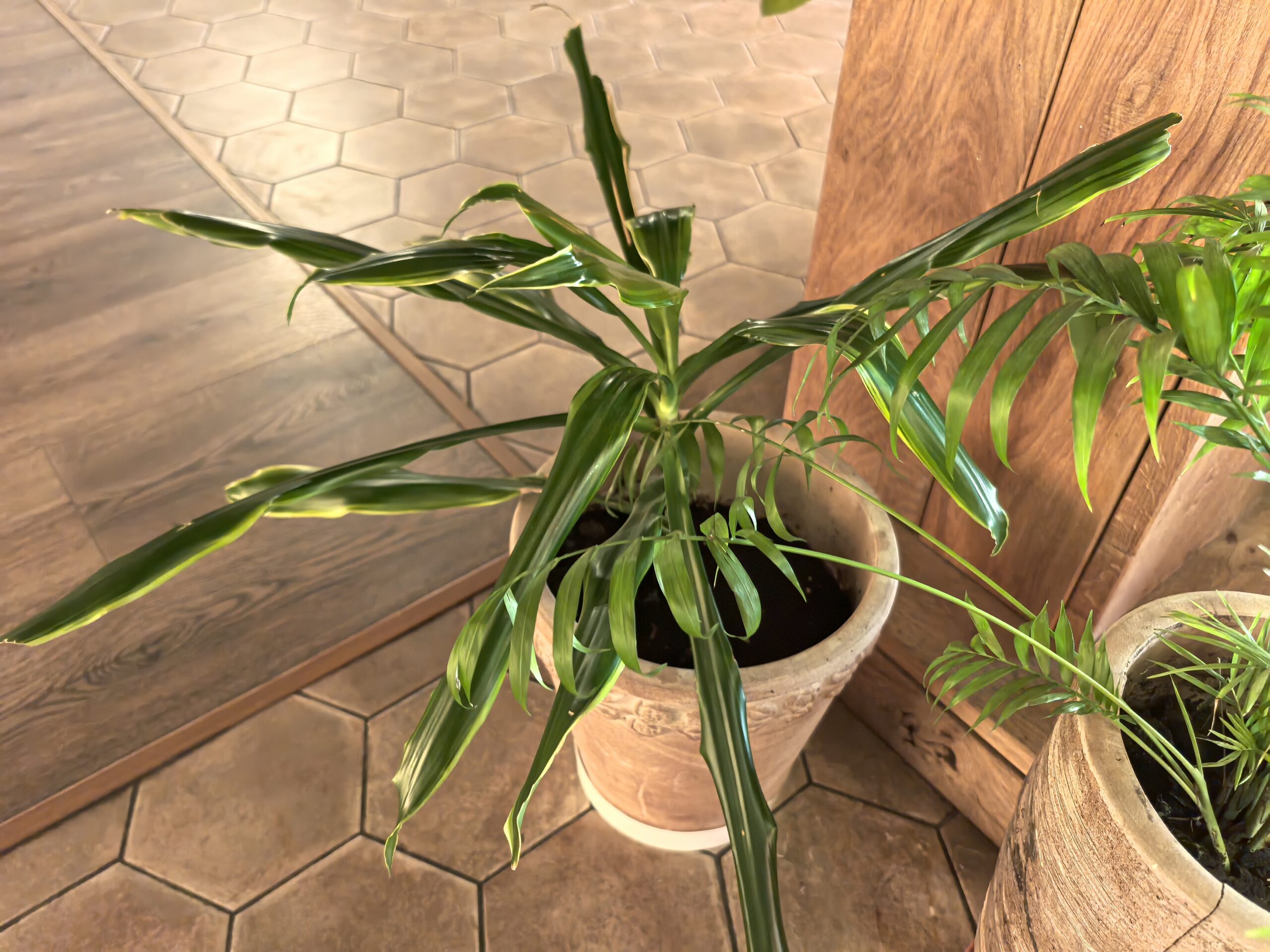 Цветы пышно растут в напольных горшках