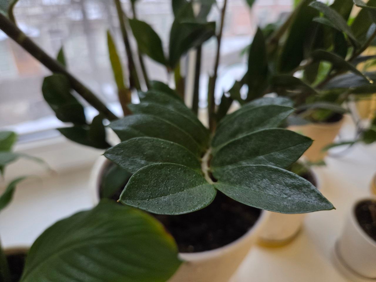 Замиокулькас