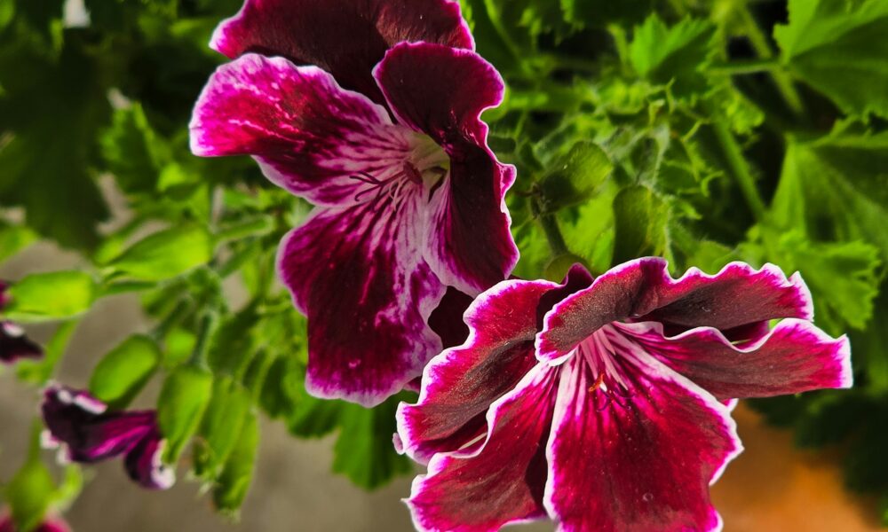 Пеларгония цветы