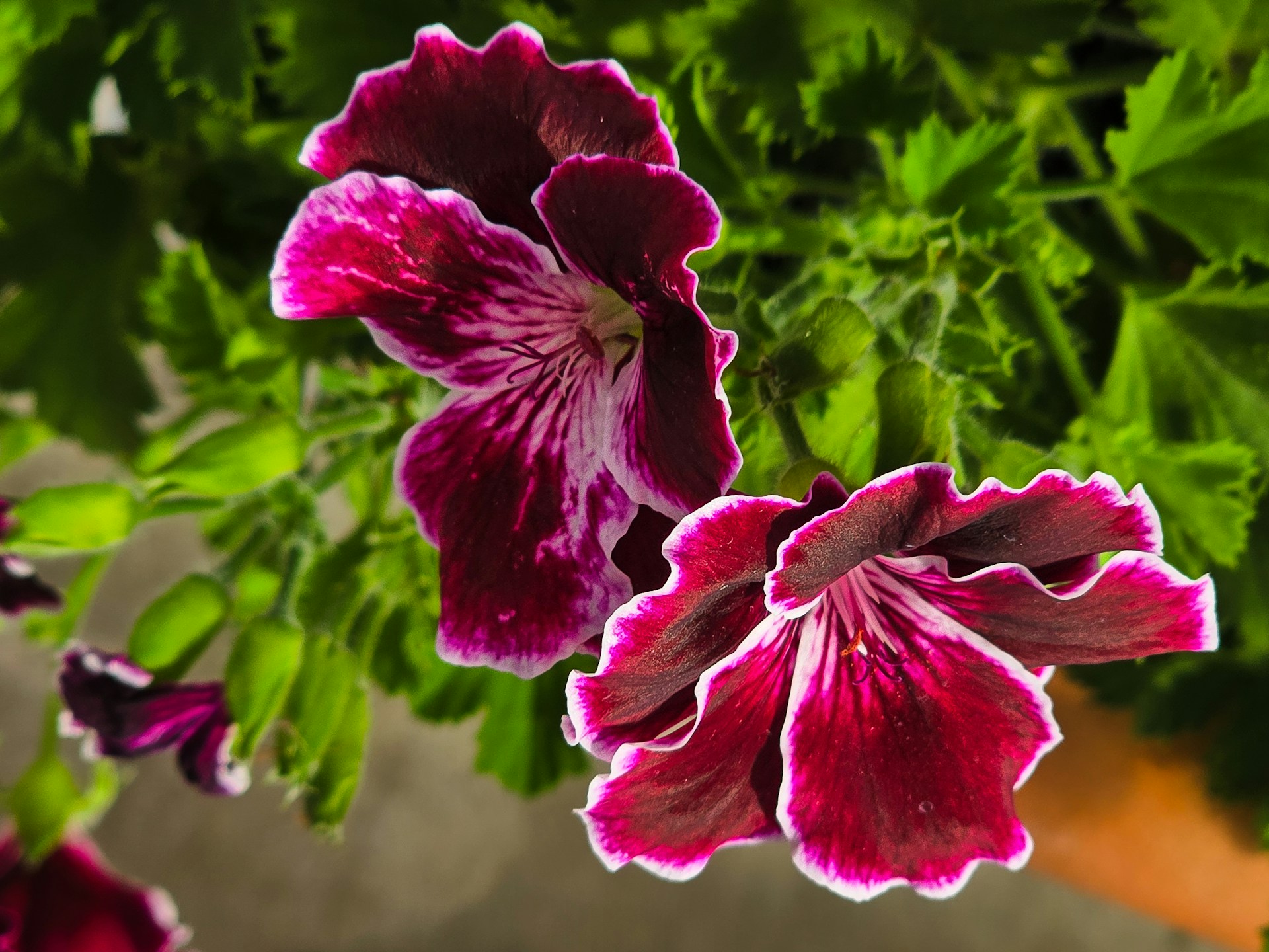 Пеларгония цветы