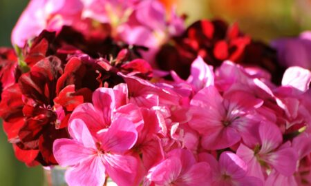 Цветы герани