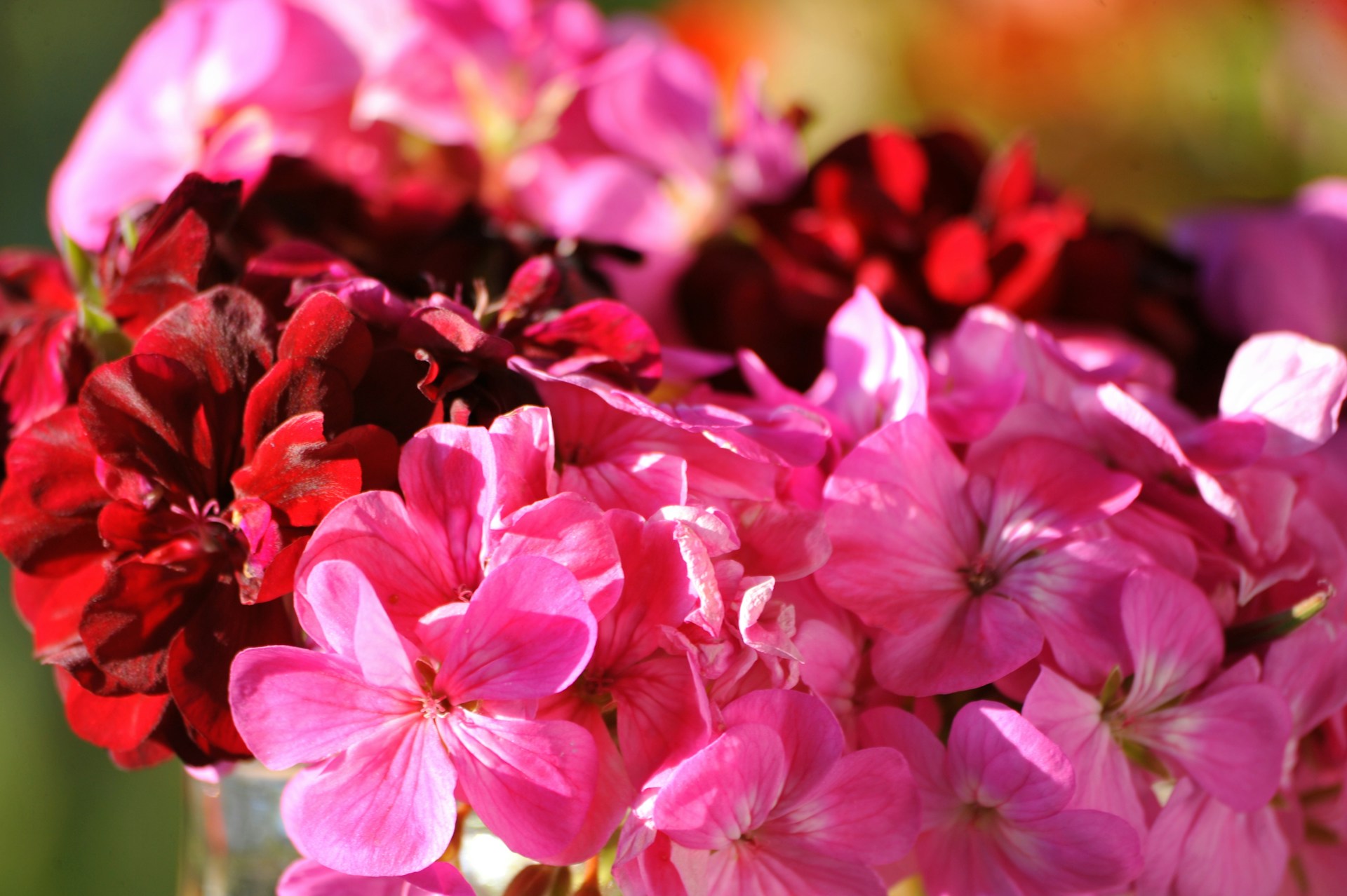 Цветы герани