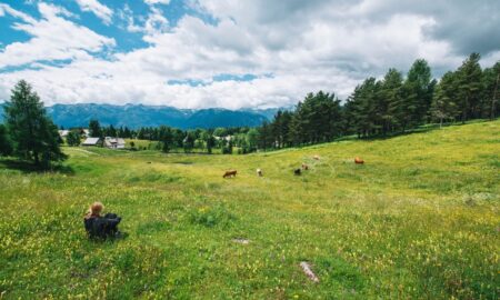 Поляна и деревья в поселке